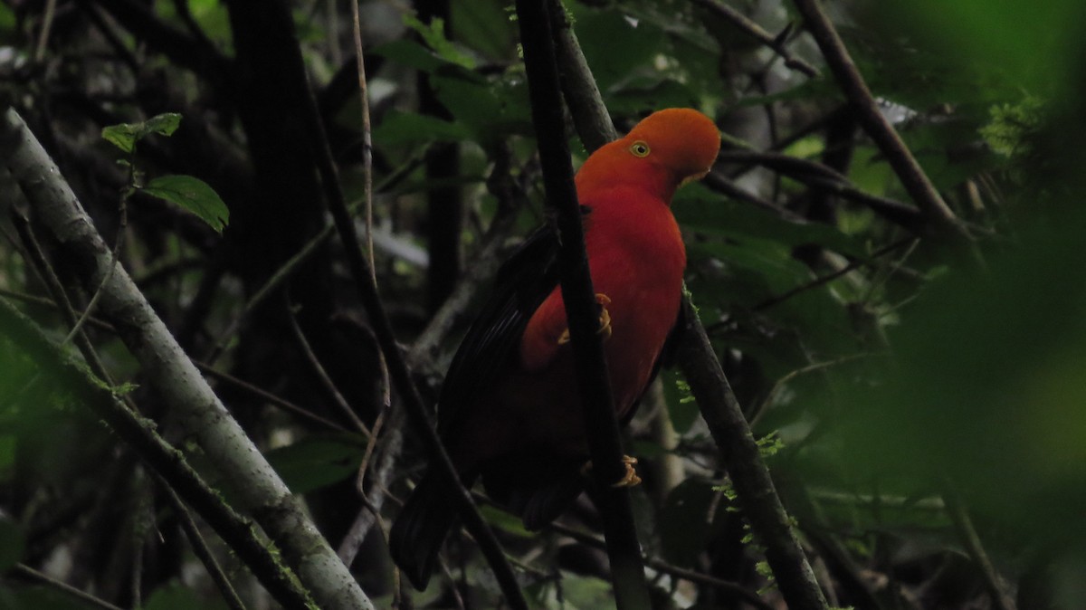 Andean Cock-of-the-rock - ML41312751