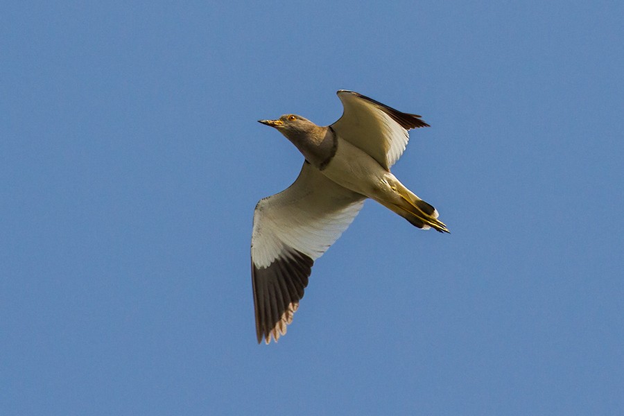 Gray-headed Lapwing - ML413127561