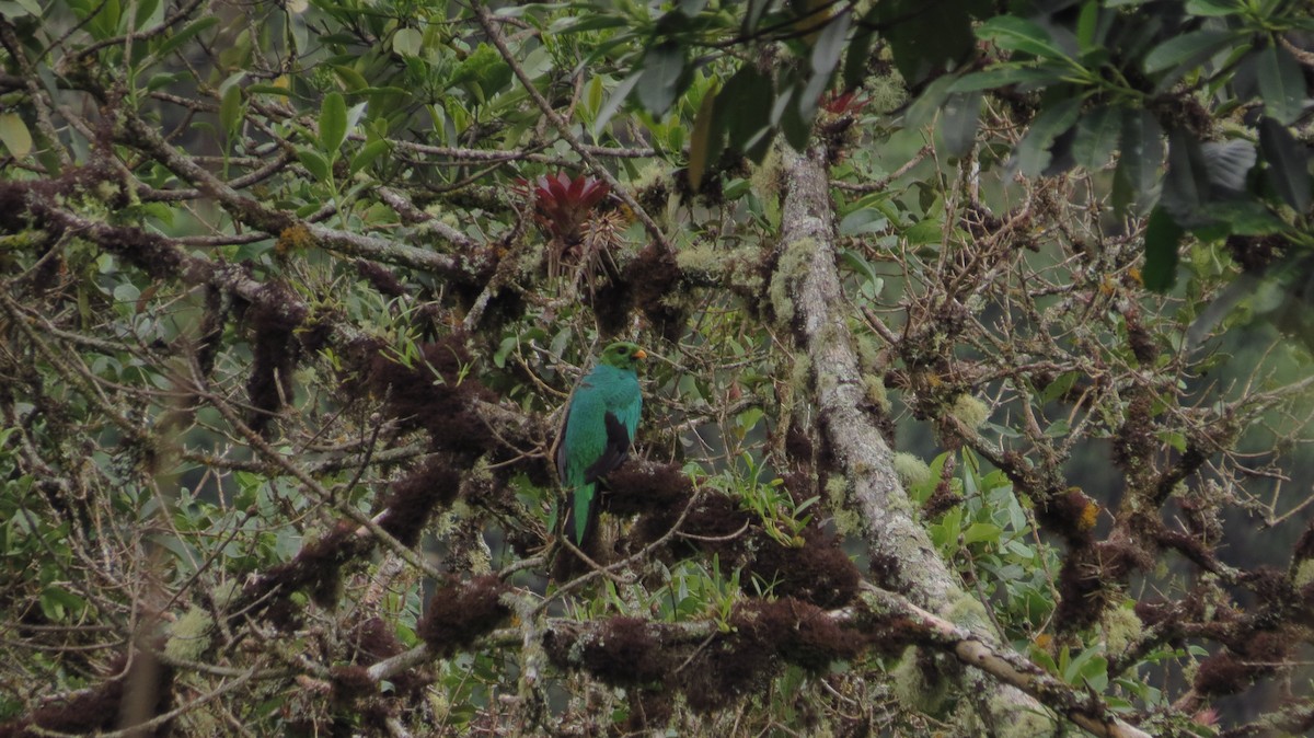 Golden-headed Quetzal - ML41313091