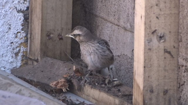 Chilean Mockingbird - ML413131711