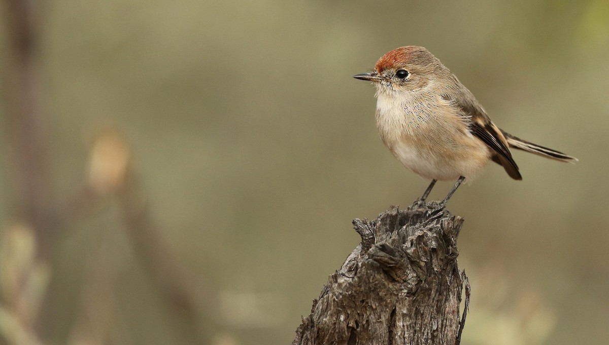 Red-capped Robin - ML41313181
