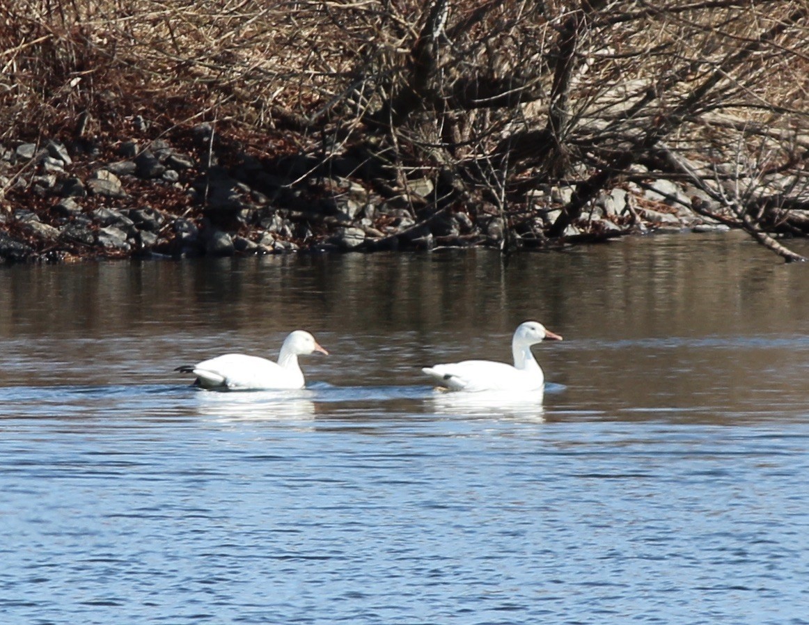 Snow Goose - ML413132051