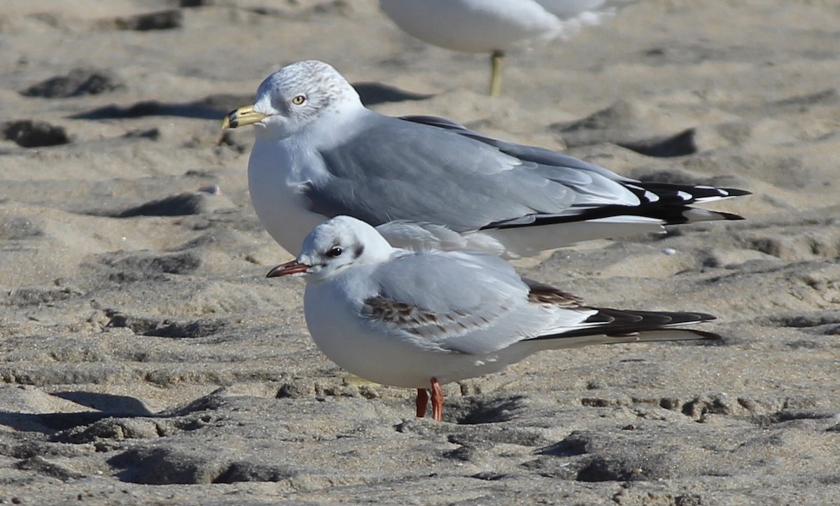 Black-headed Gull - ML413132931