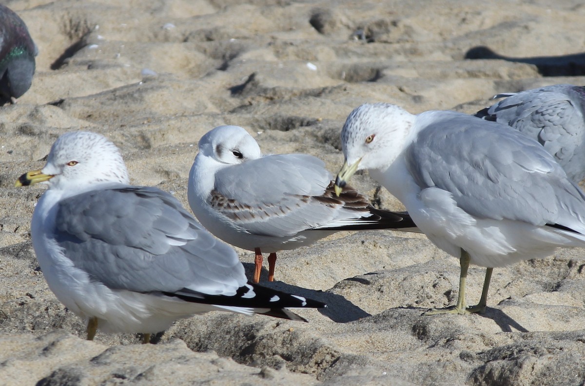 Gaviota Reidora - ML413132951