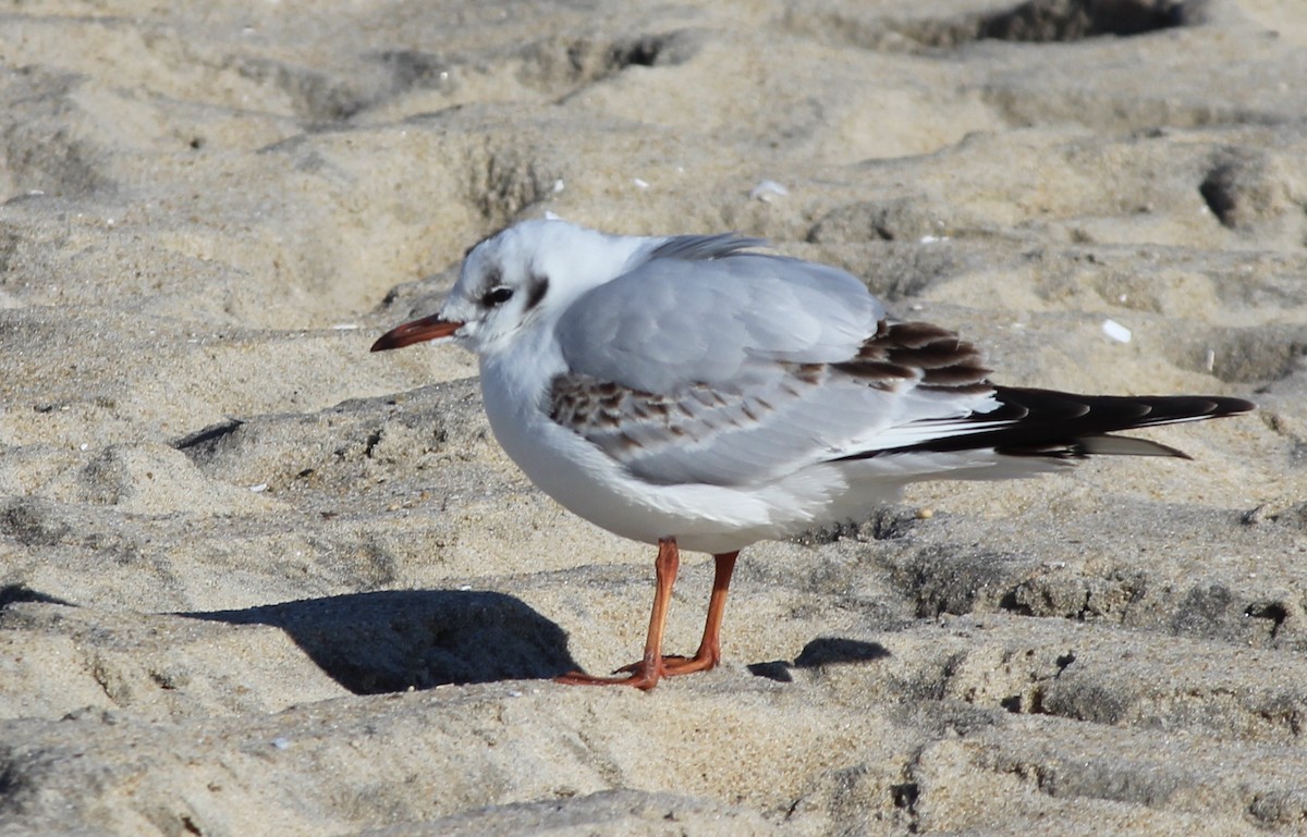 Gaviota Reidora - ML413132961