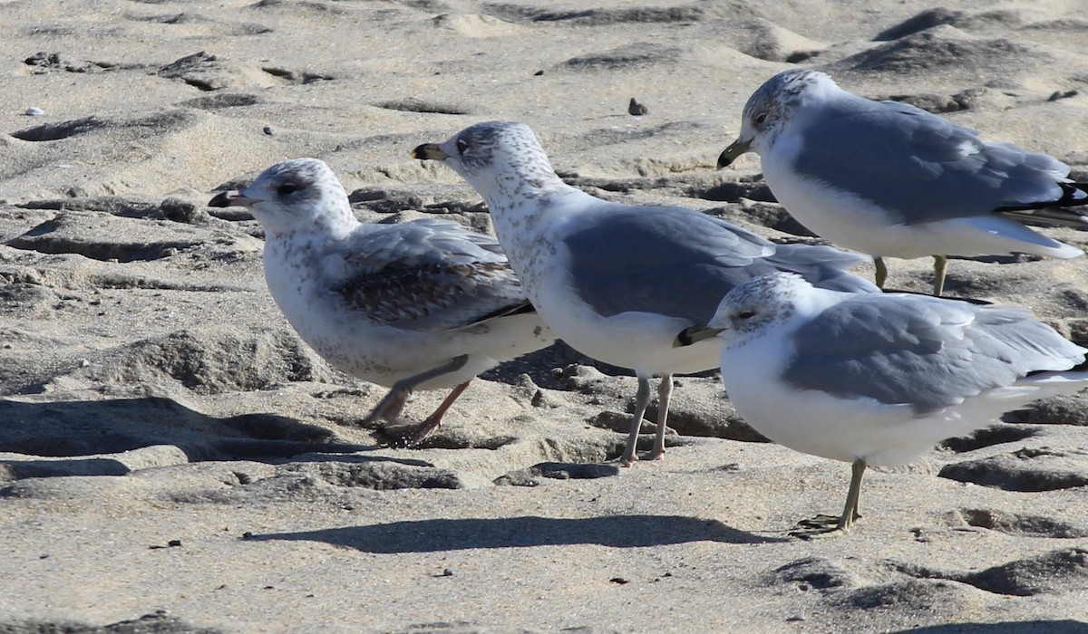 Ring-billed Gull - ML413133121