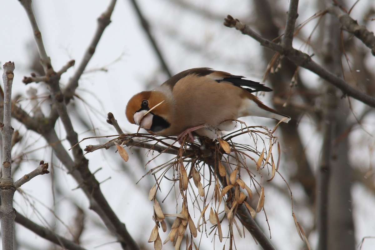 Hawfinch - ML41313321