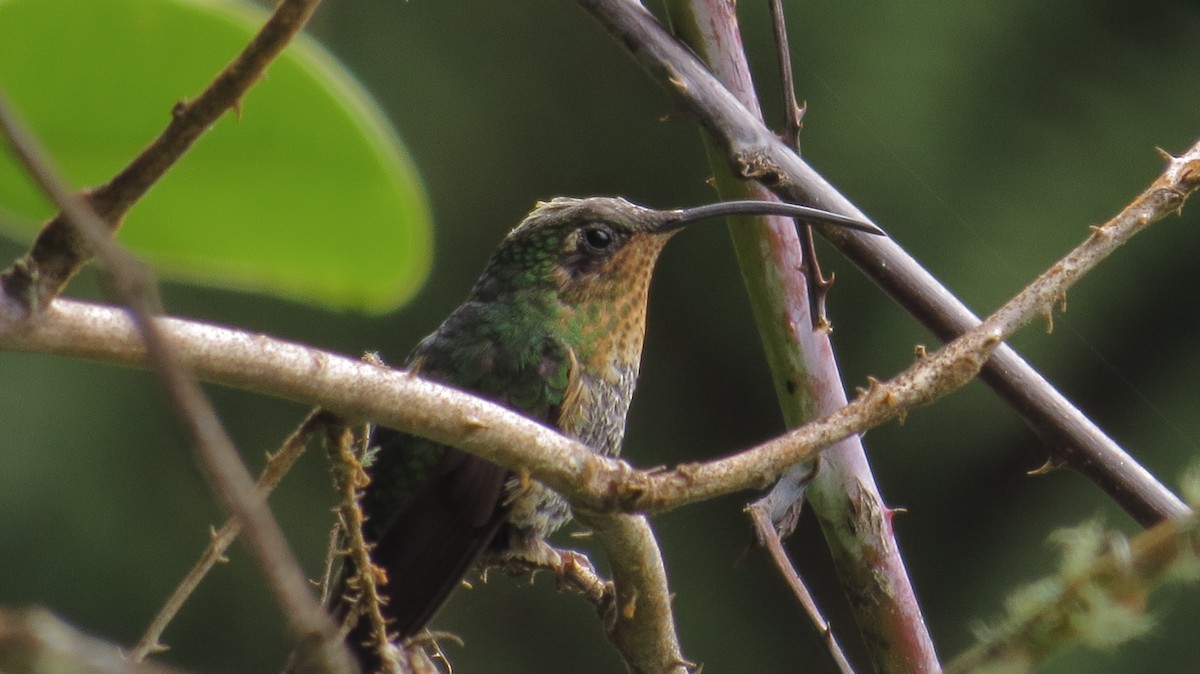 kolibřík aksamitový - ML41313421