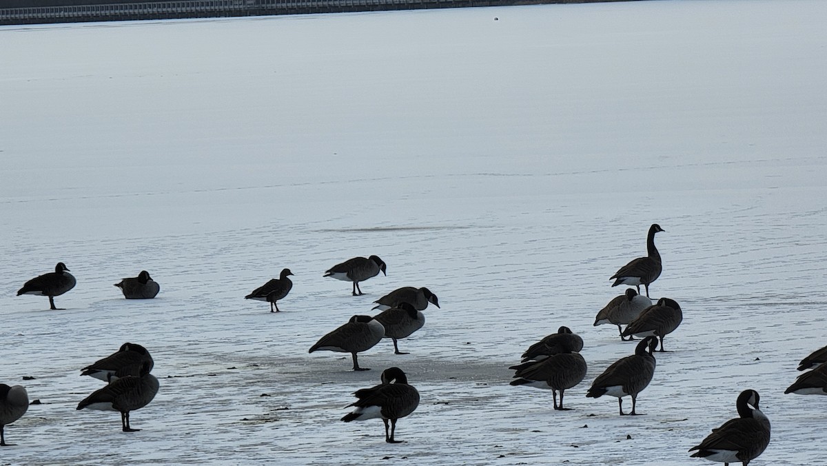 Greater White-fronted Goose - ML413134541