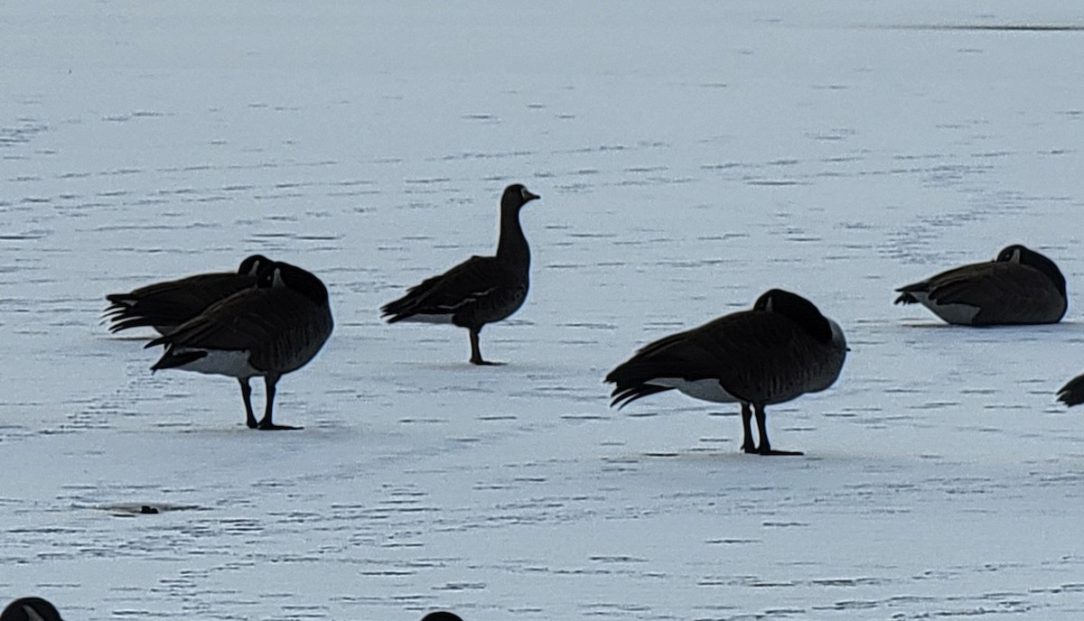 Greater White-fronted Goose - ML413134551