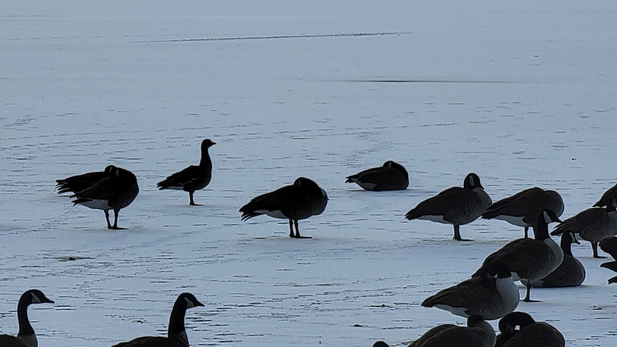 Greater White-fronted Goose - ML413134561