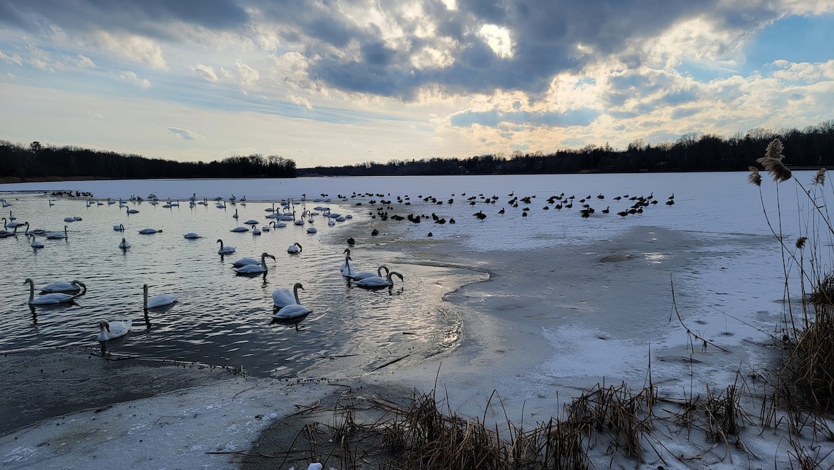 Greater White-fronted Goose - ML413134571