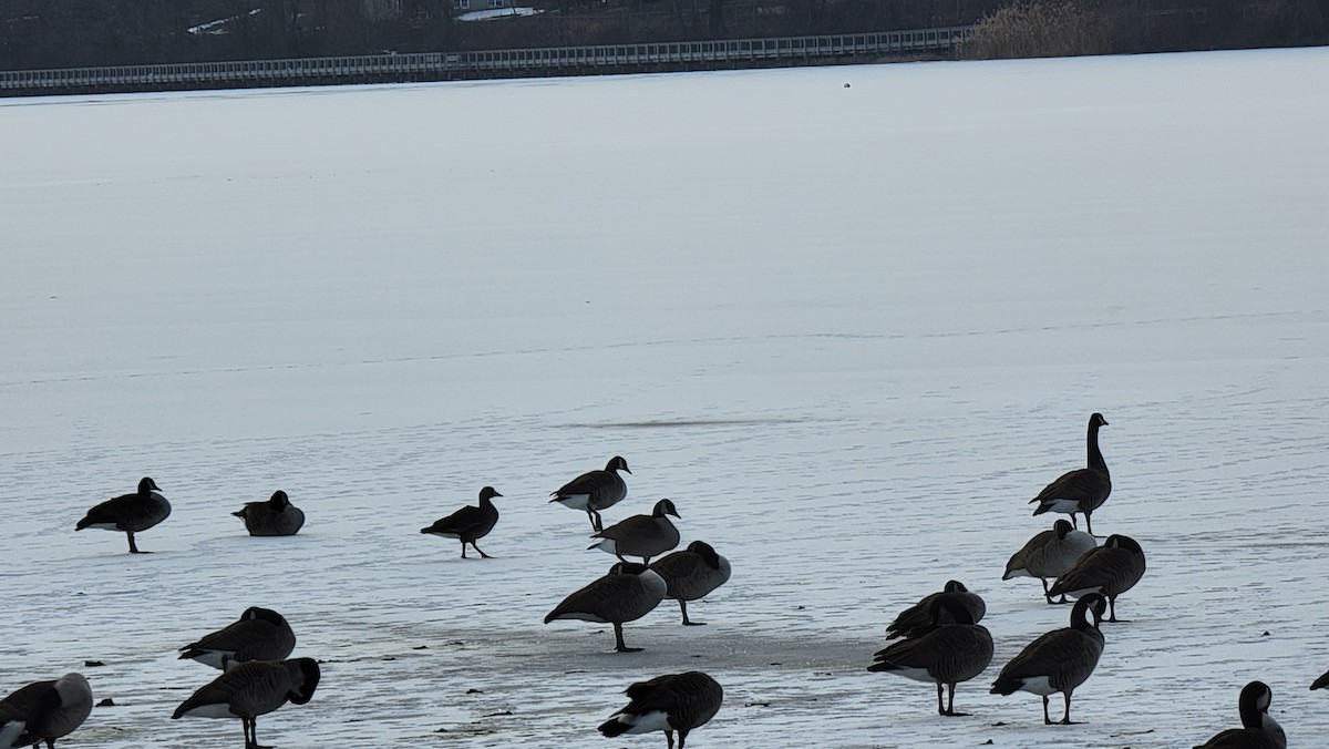 Greater White-fronted Goose - ML413134581