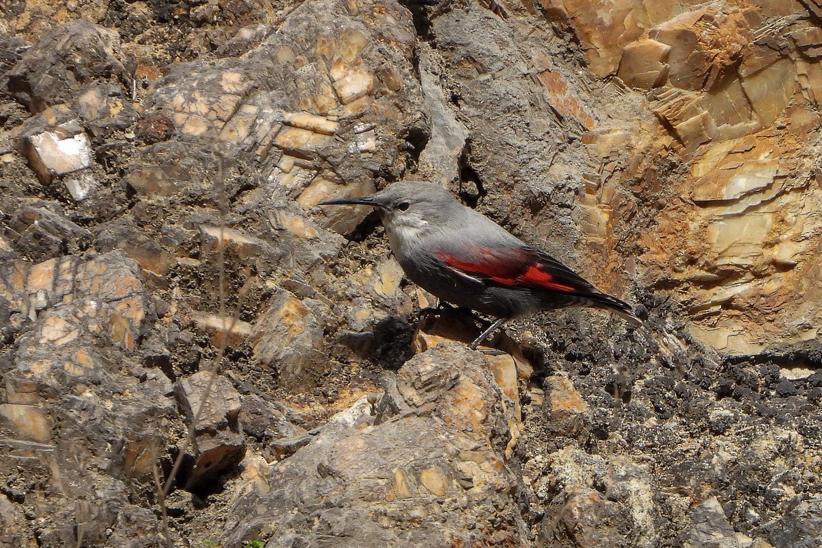 Wallcreeper - ML413136091