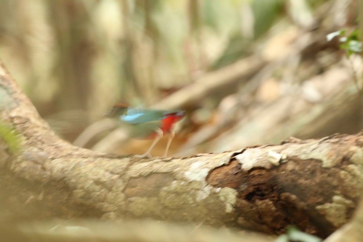 Western Hooded Pitta - ML41313631