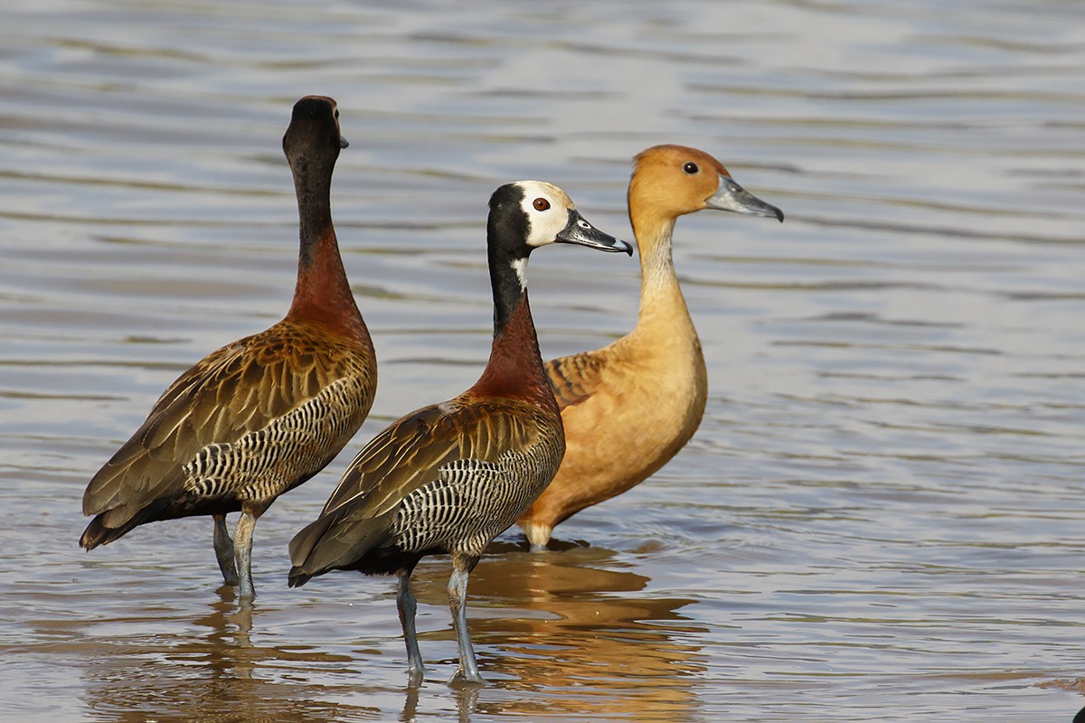 Fulvous Whistling-Duck - ML413137291