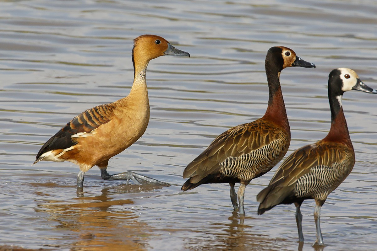 Fulvous Whistling-Duck - ML413137301