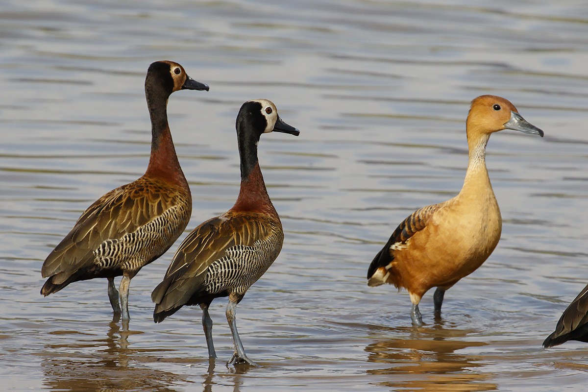 Fulvous Whistling-Duck - ML413137311