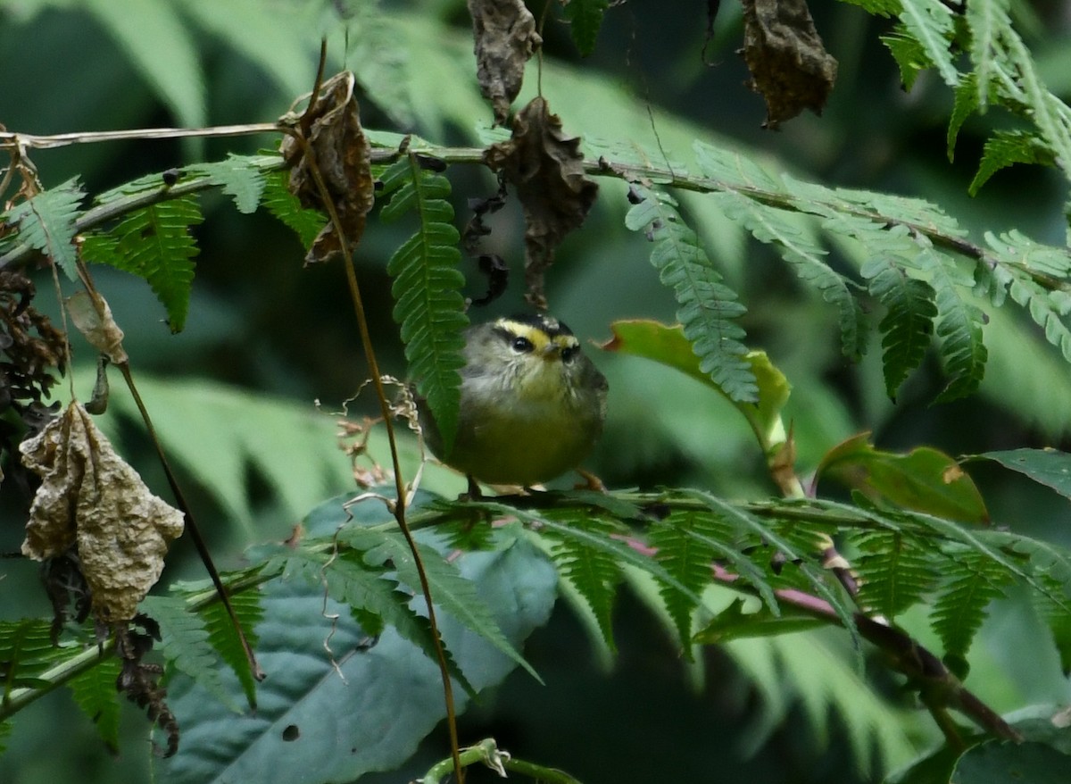 Yellow-throated Fulvetta - ML413138361