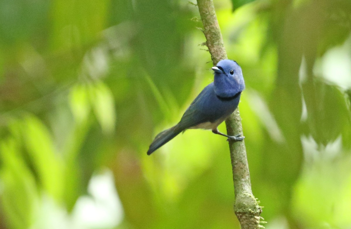 Black-naped Monarch - ML41314091