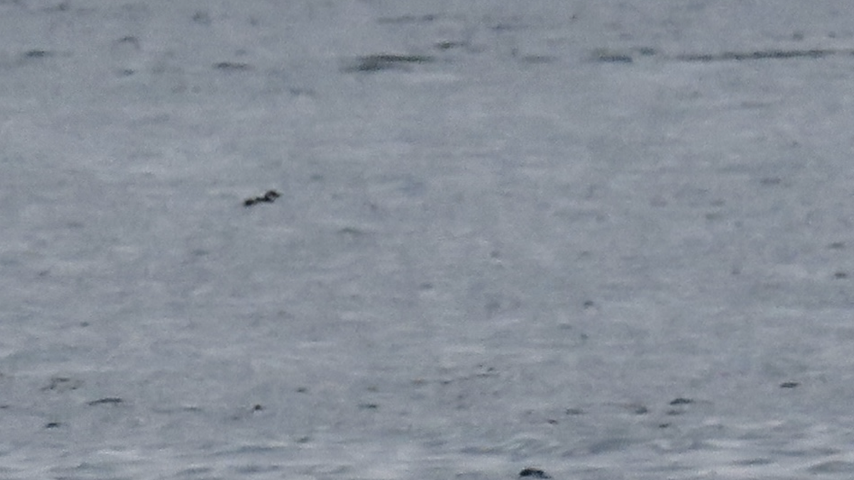 Razorbill - Juan Pérez