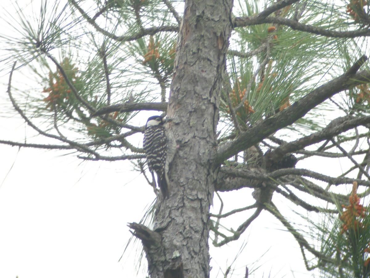 Red-cockaded Woodpecker - ML413143511
