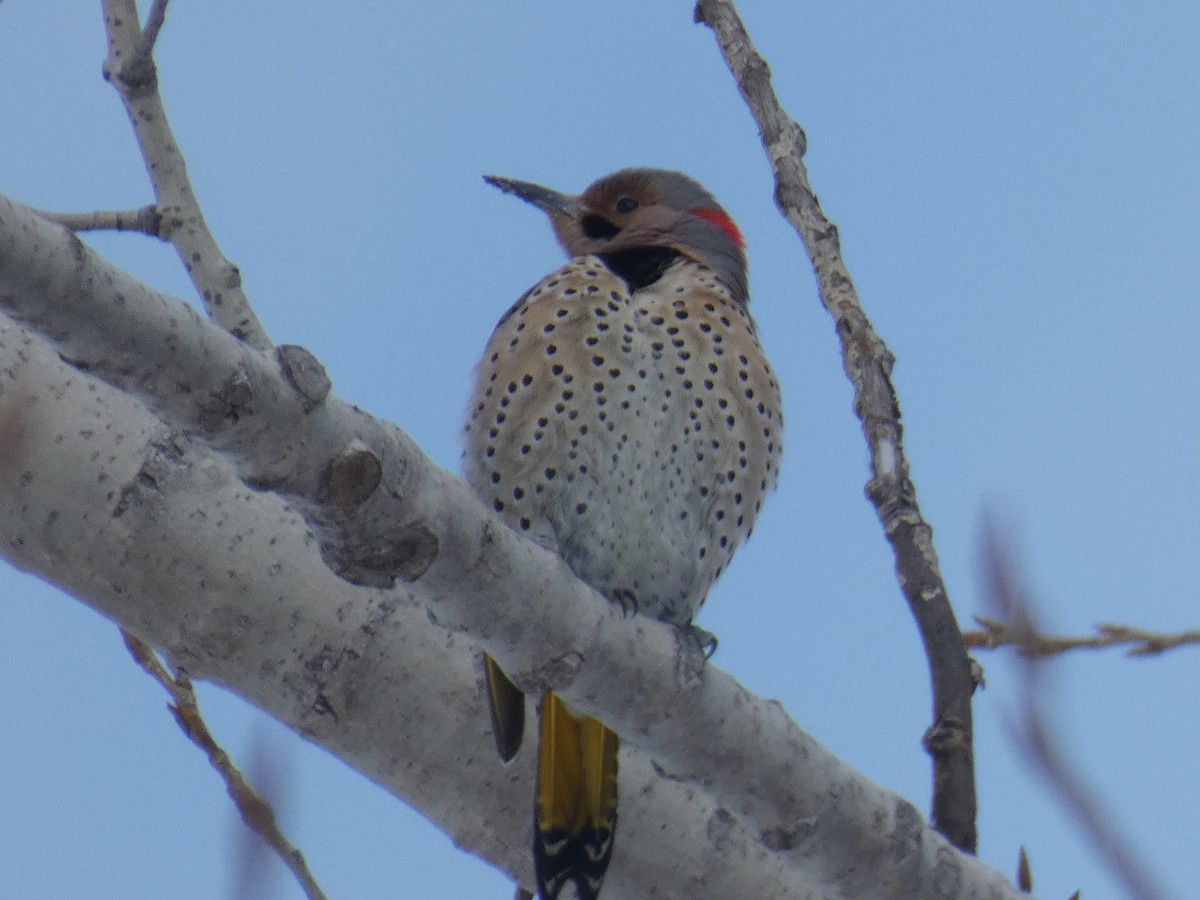 Northern Flicker - ML413144121