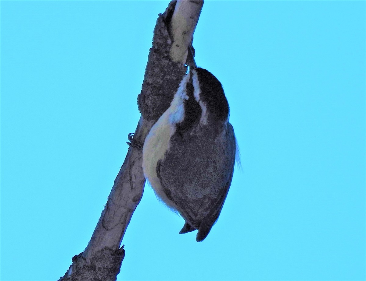 Red-breasted Nuthatch - ML413145561