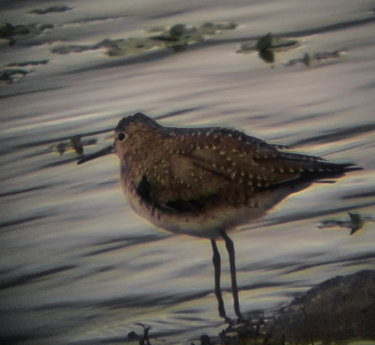 eremittsnipe - ML413145701