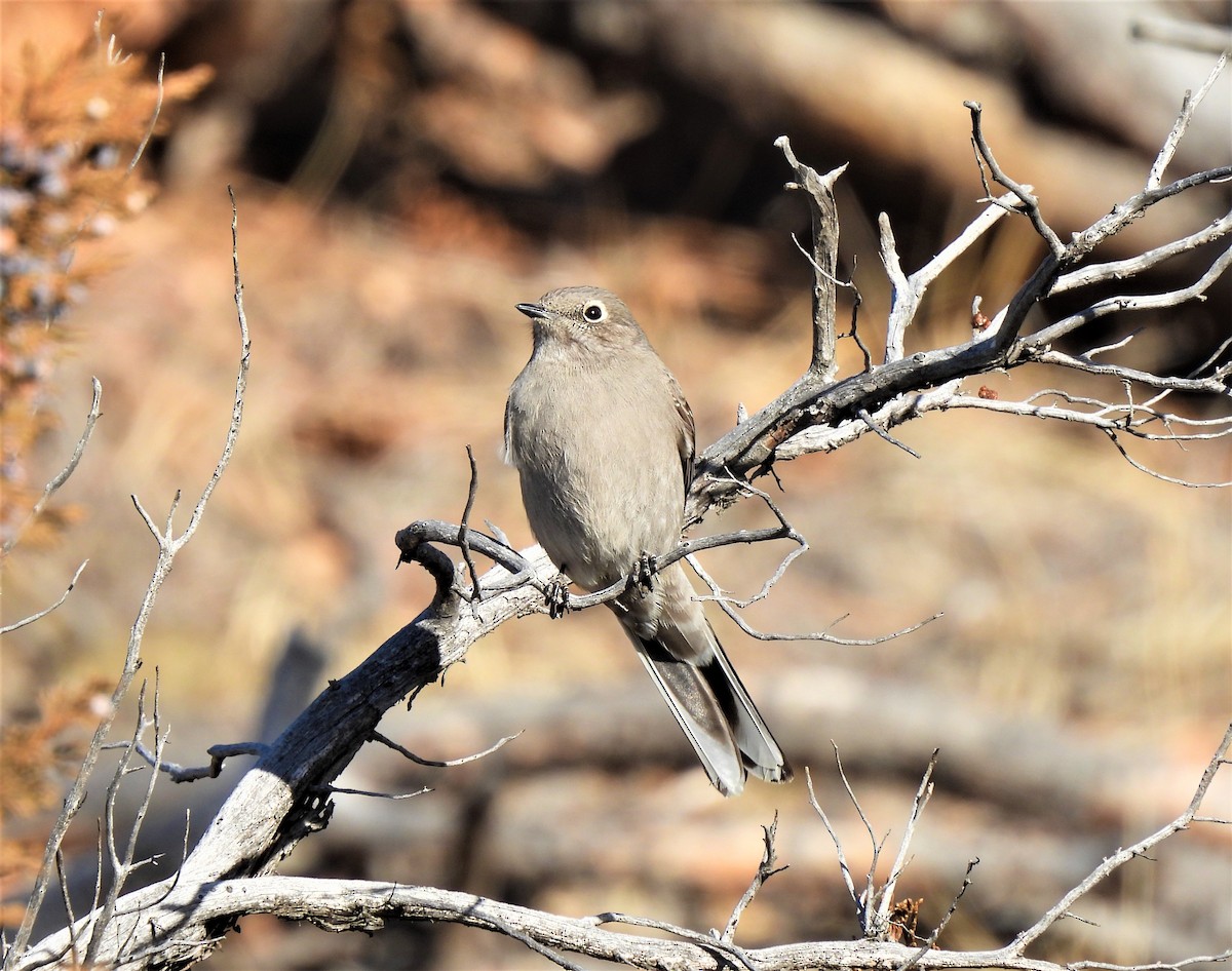 Townsend's Solitaire - Jan Thom
