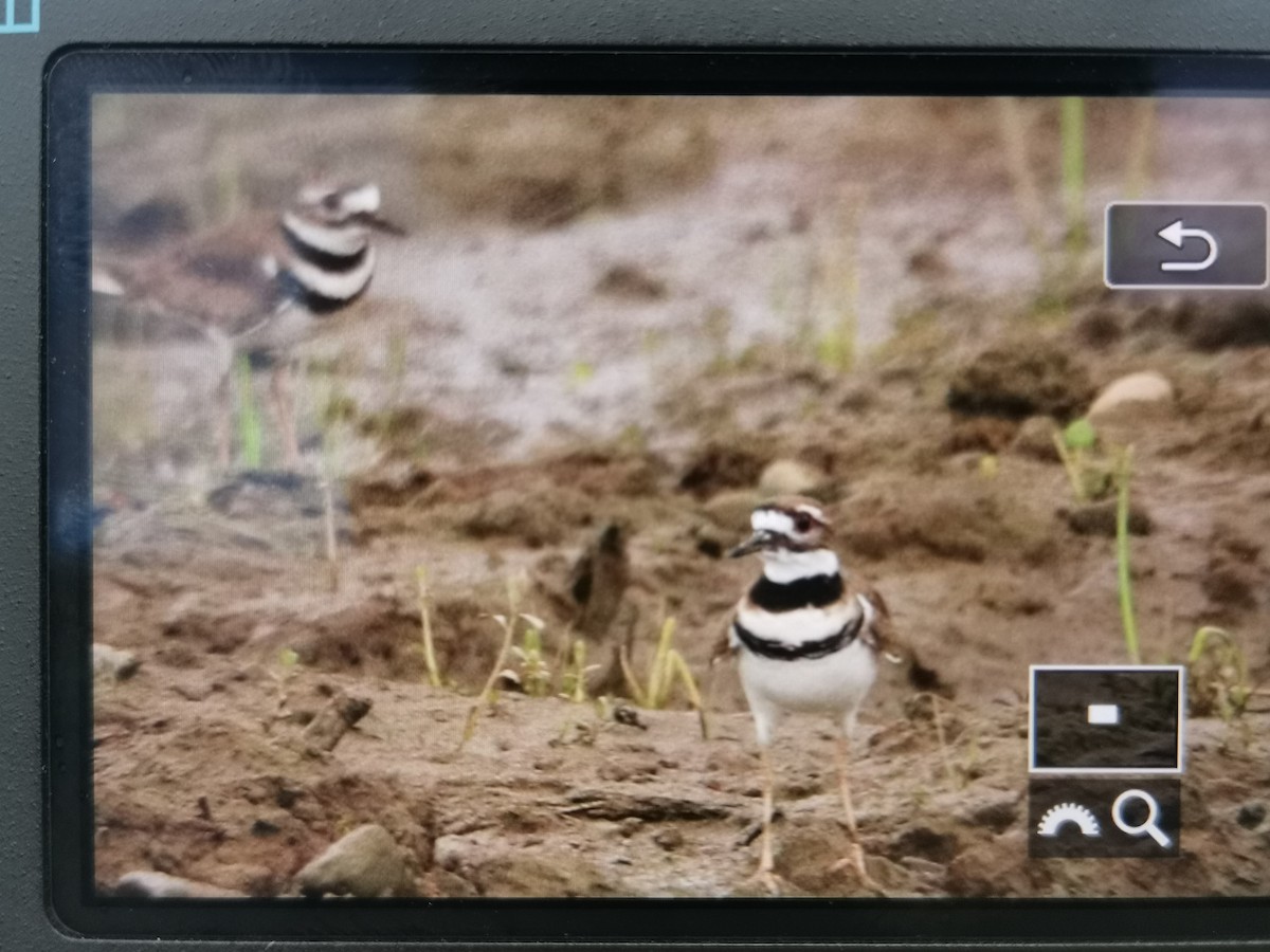 Killdeer - ML413146051