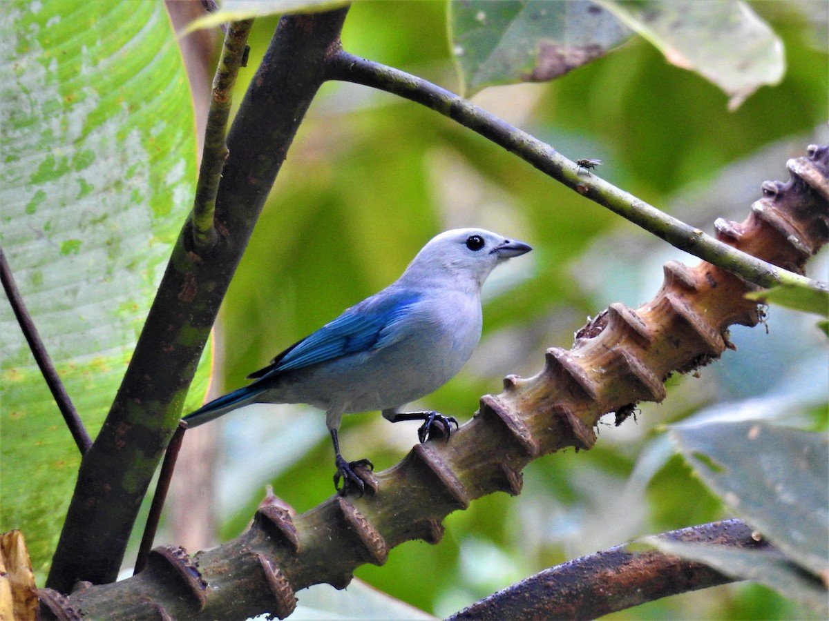 Blue-gray Tanager - ML413146271