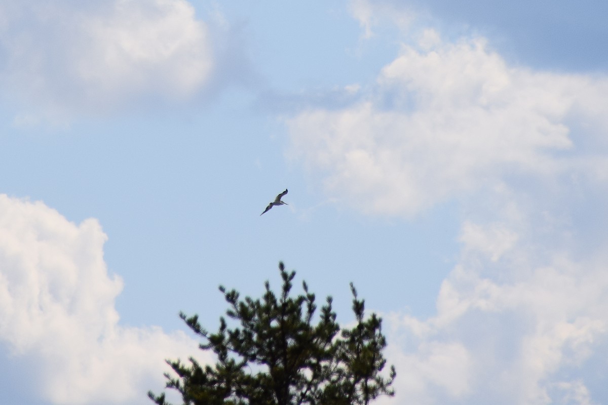 American White Pelican - ML413146701