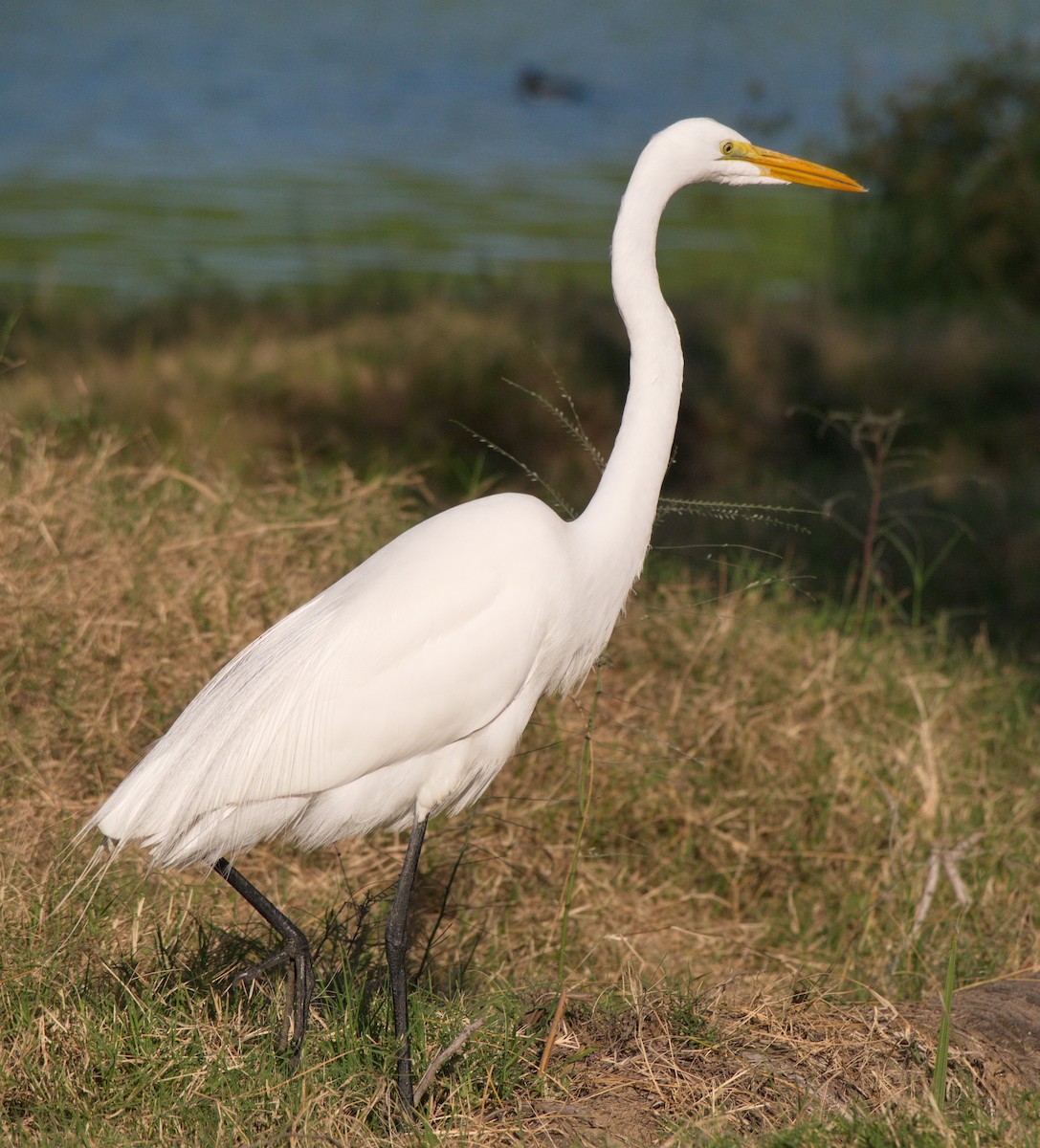 Great Egret - BobMoose Moore