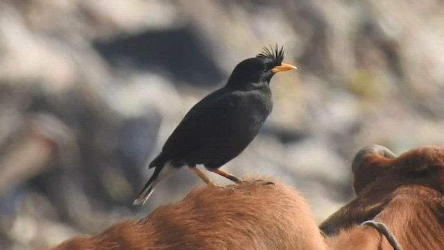 Great Myna - ML413147381