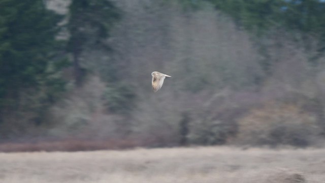 Short-eared Owl - ML413149601