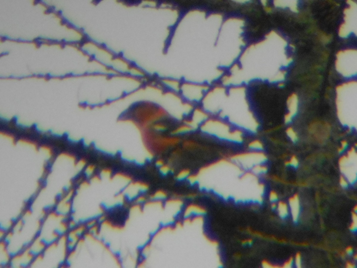 White-winged Crossbill (Eurasian) - ML413149991