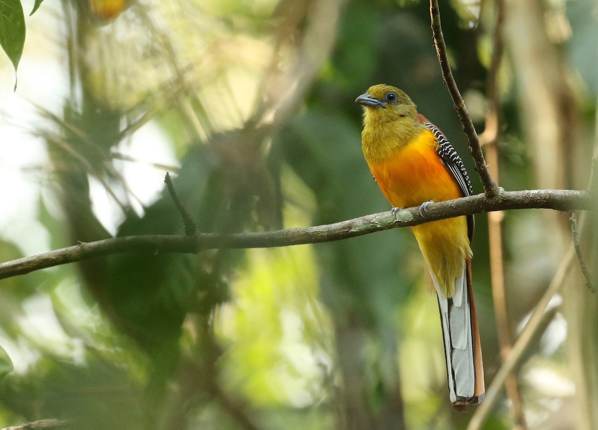 Orange-breasted Trogon - ML41315091