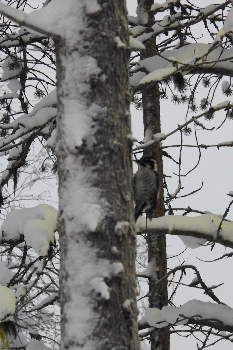 Eurasian Three-toed Woodpecker (Eurasian) - ML413152021