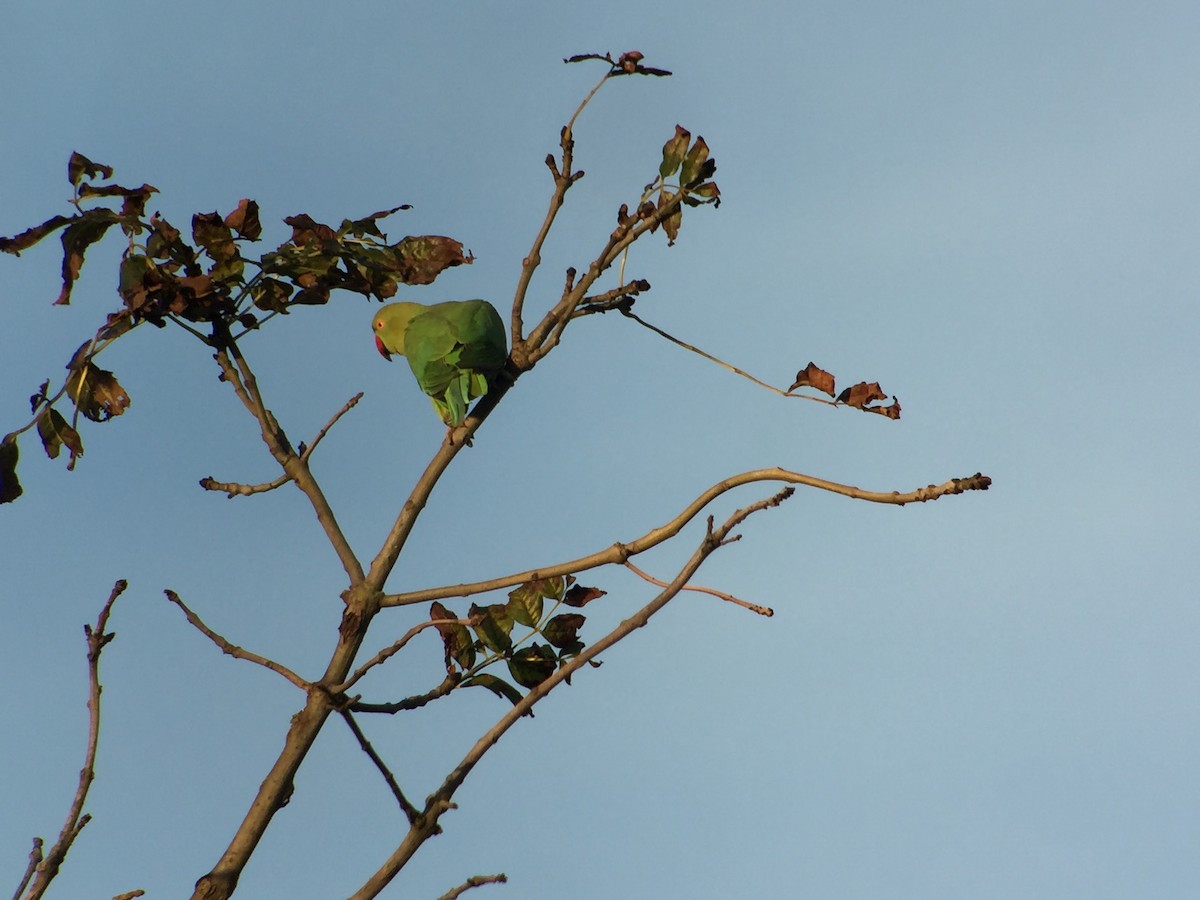 Rose-ringed Parakeet - ML413153771