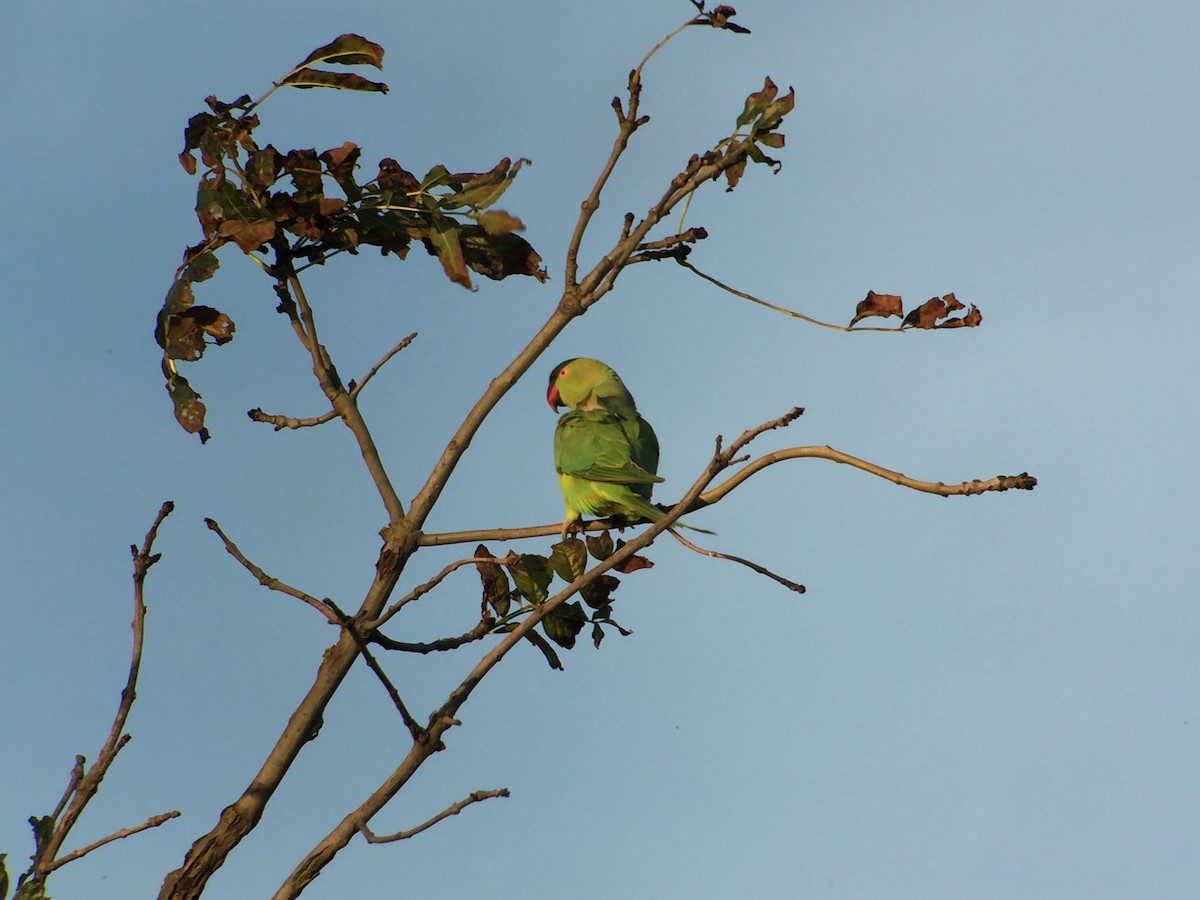 Rose-ringed Parakeet - ML413153831