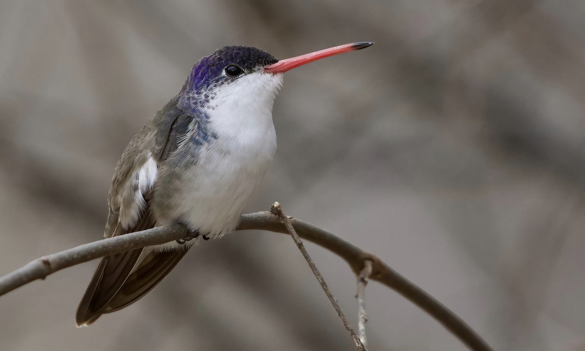 Violet-crowned Hummingbird - RJ Baltierra