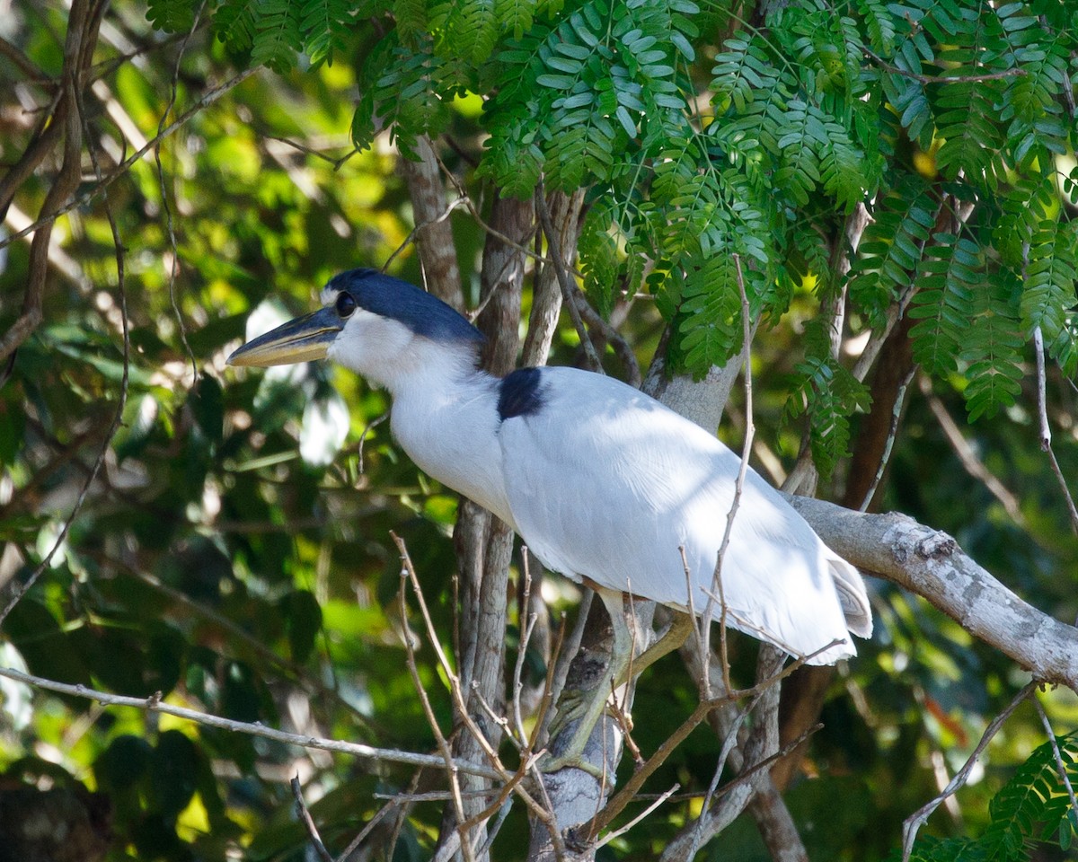 Boat-billed Heron (Southern) - Silvia Faustino Linhares