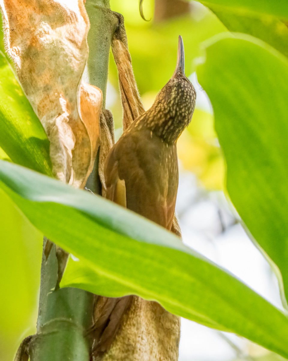 Cocoa Woodcreeper - ML413154521