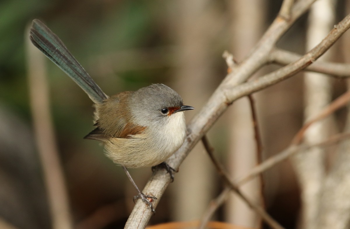 Red-winged Fairywren - ML41315481