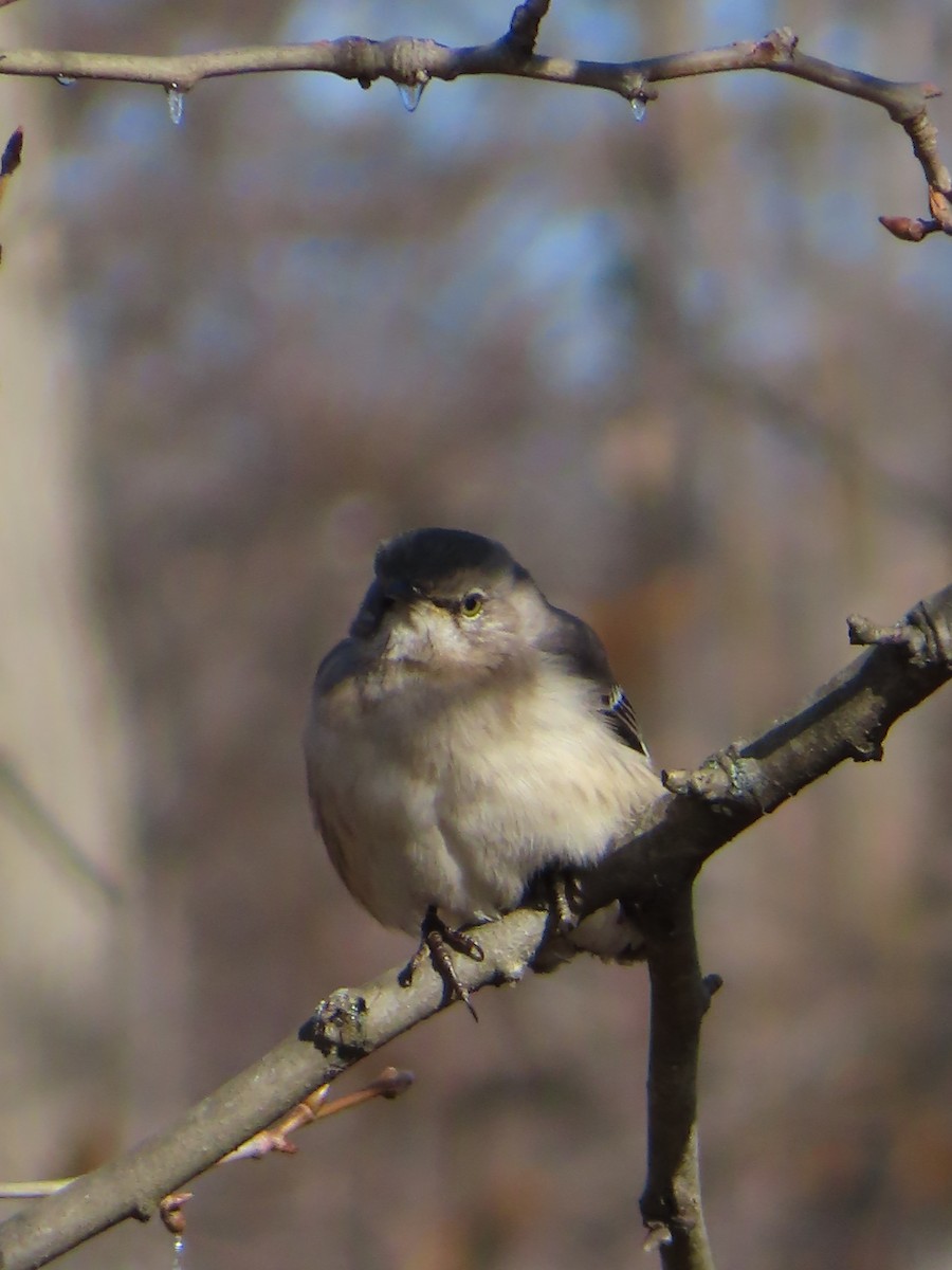 Northern Mockingbird - ML413157921