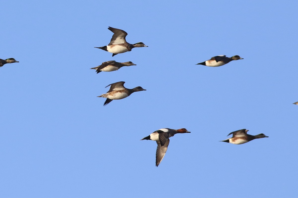 Eurasian Wigeon - ML413158761