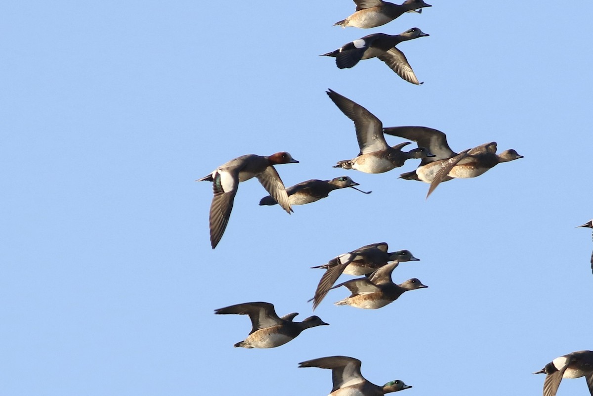 Eurasian Wigeon - ML413158861