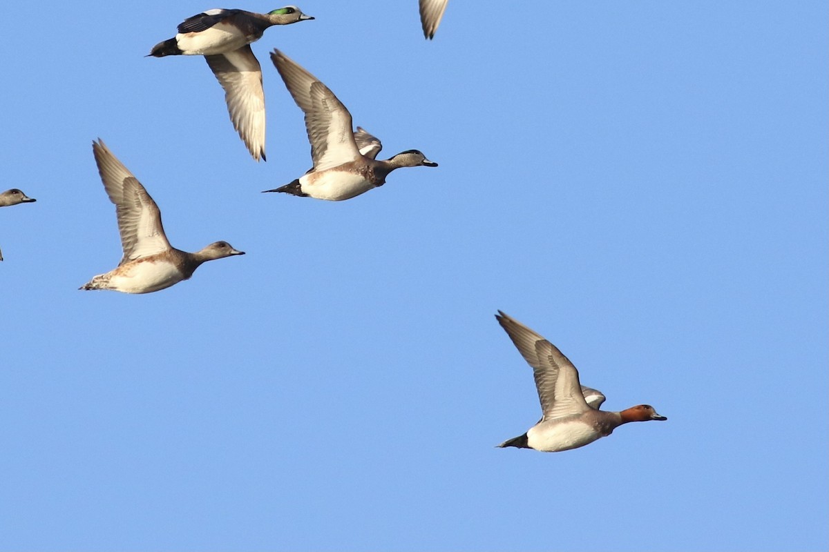 Eurasian Wigeon - ML413158941