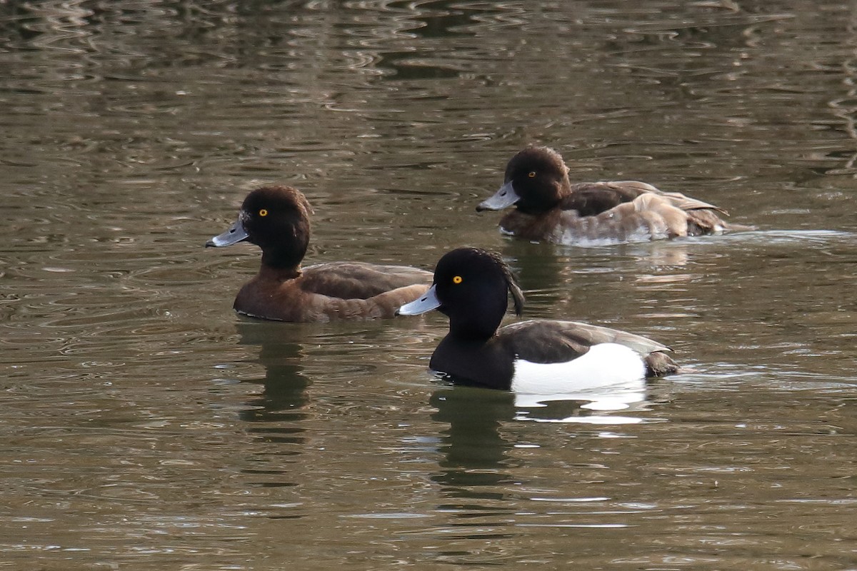 Tufted Duck - ML413159671